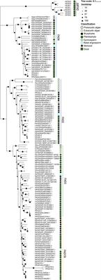 Genome-Wide Analysis of the Fatty Acid Desaturase Gene Family Reveals the Key Role of PfFAD3 in α-Linolenic Acid Biosynthesis in Perilla Seeds